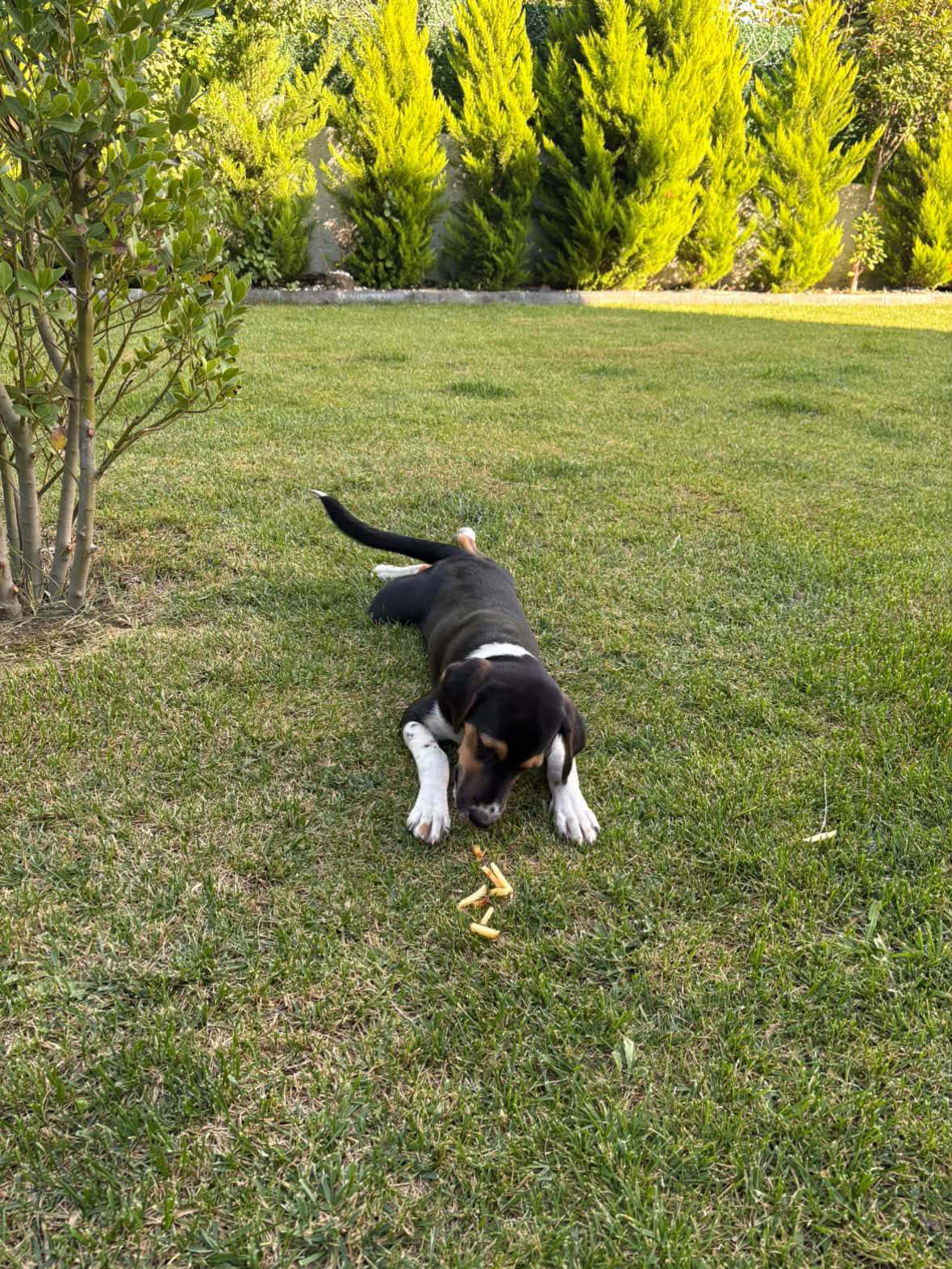 Kayıp köpek "MÜDÜR" · beagle kırması, siyah-beyaz, kahverengi, göğsu beyaz, erkek — Kamiloba