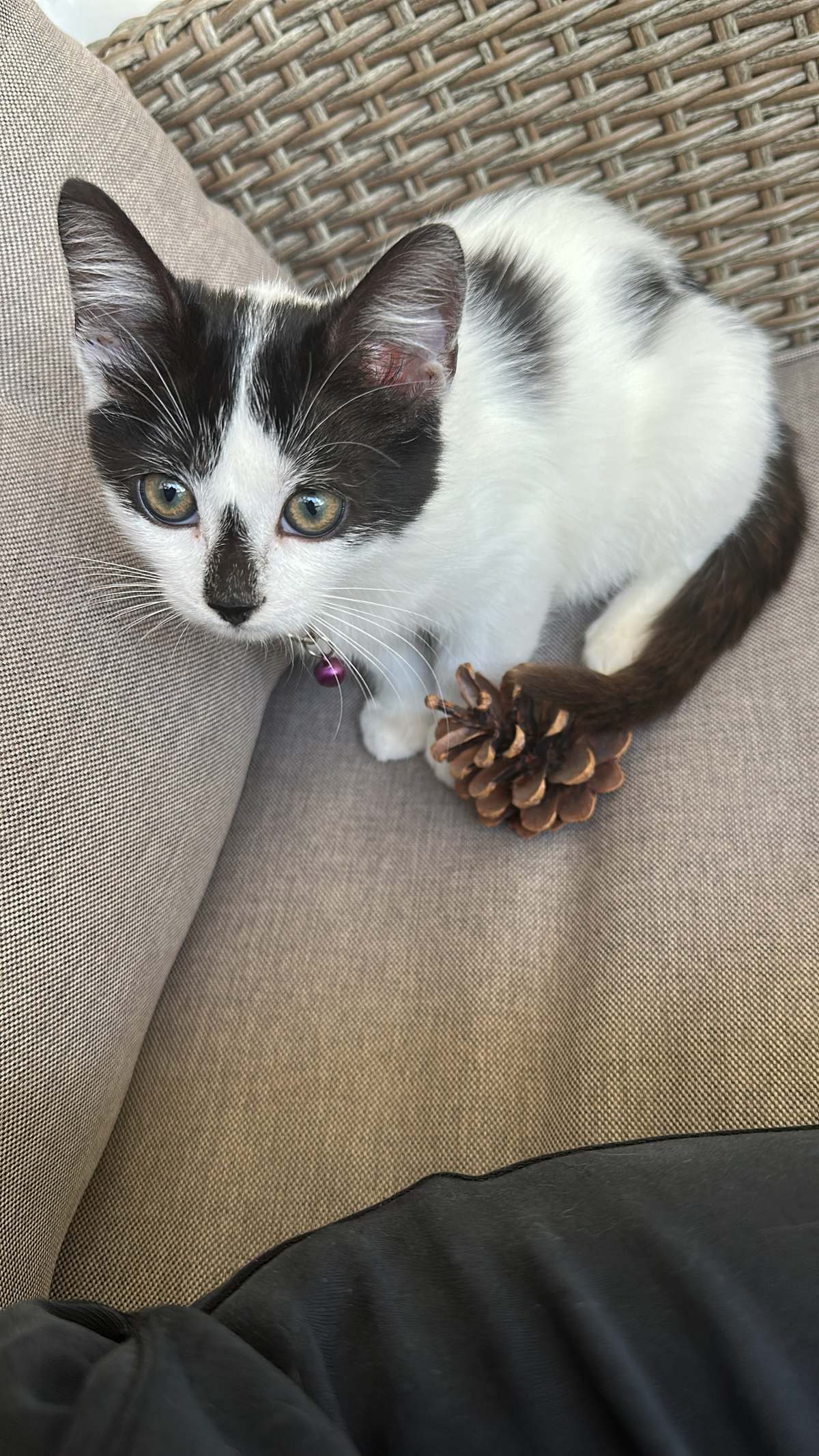 Bulunan kedi sahibini arıyor · Tekir erkek kedi, siyah-beyaz, erkek — Mimaroba — fotoğraf 1