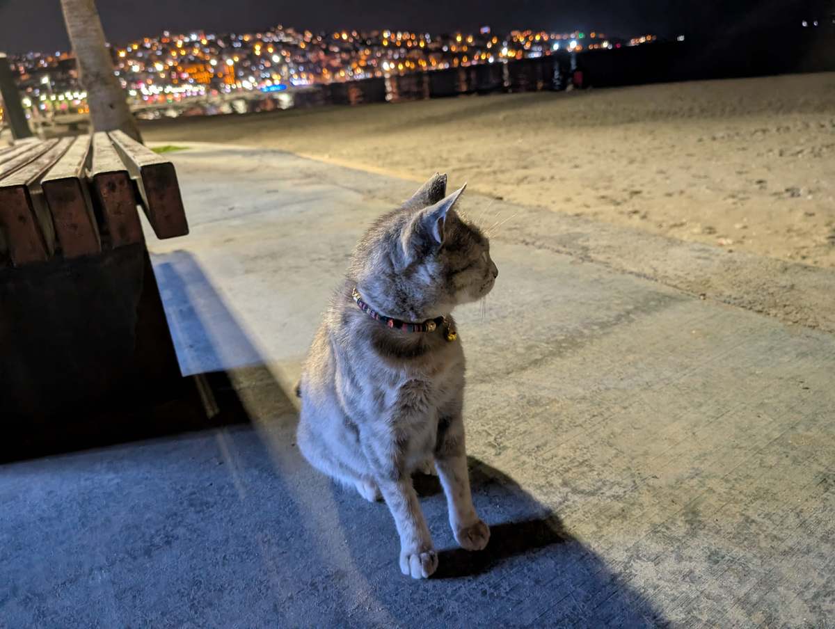 Bulunan kedi sahibini arıyor · kahverengi, krem, üç renkli, dişi — Büyükçekmece — fotoğraf 1