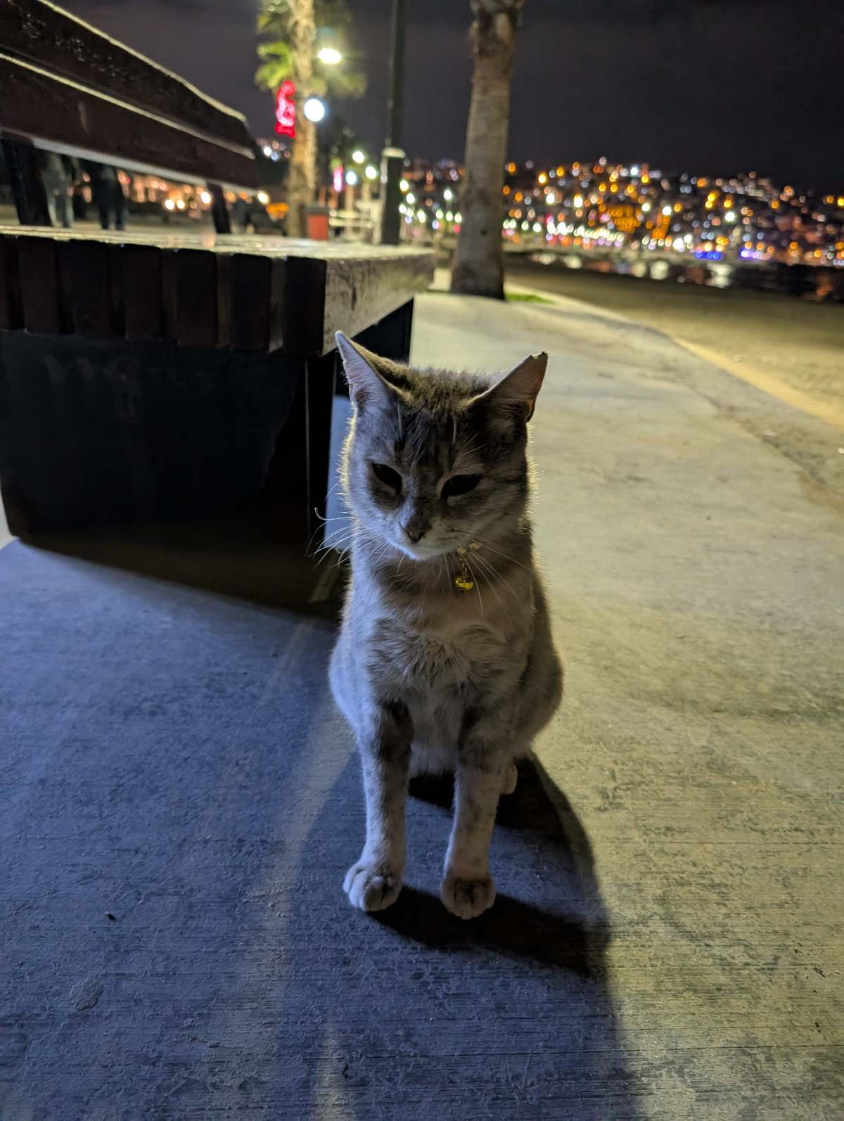 Bulunan kedi sahibini arıyor · kahverengi, krem, üç renkli, dişi — Büyükçekmece — fotoğraf 2