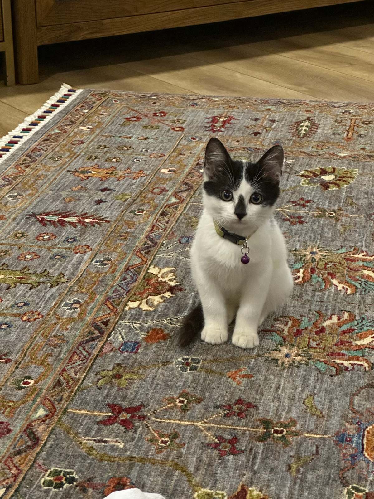 Bulunan kedi sahibini arıyor · Tekir erkek kedi, siyah-beyaz, erkek — Mimaroba — fotoğraf 2